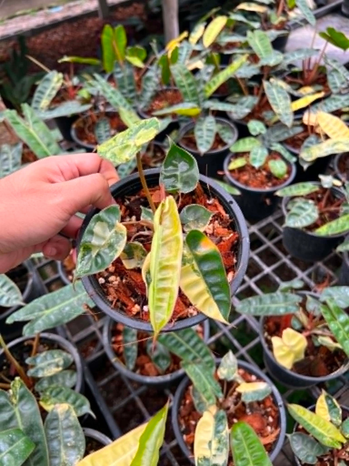 Philodendron Billietiae Variegated