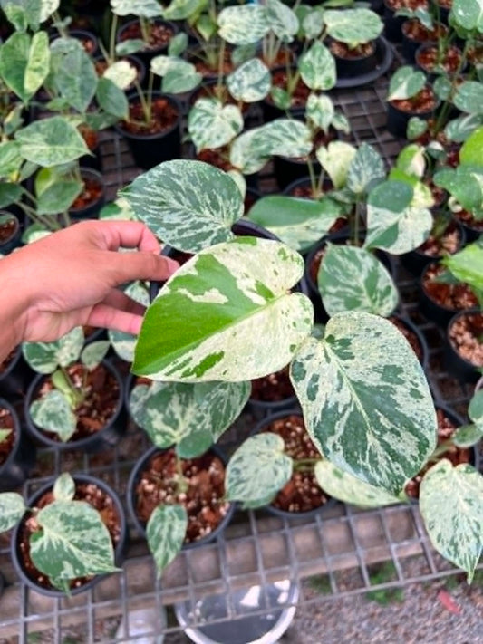 Monstera Bulbasaur