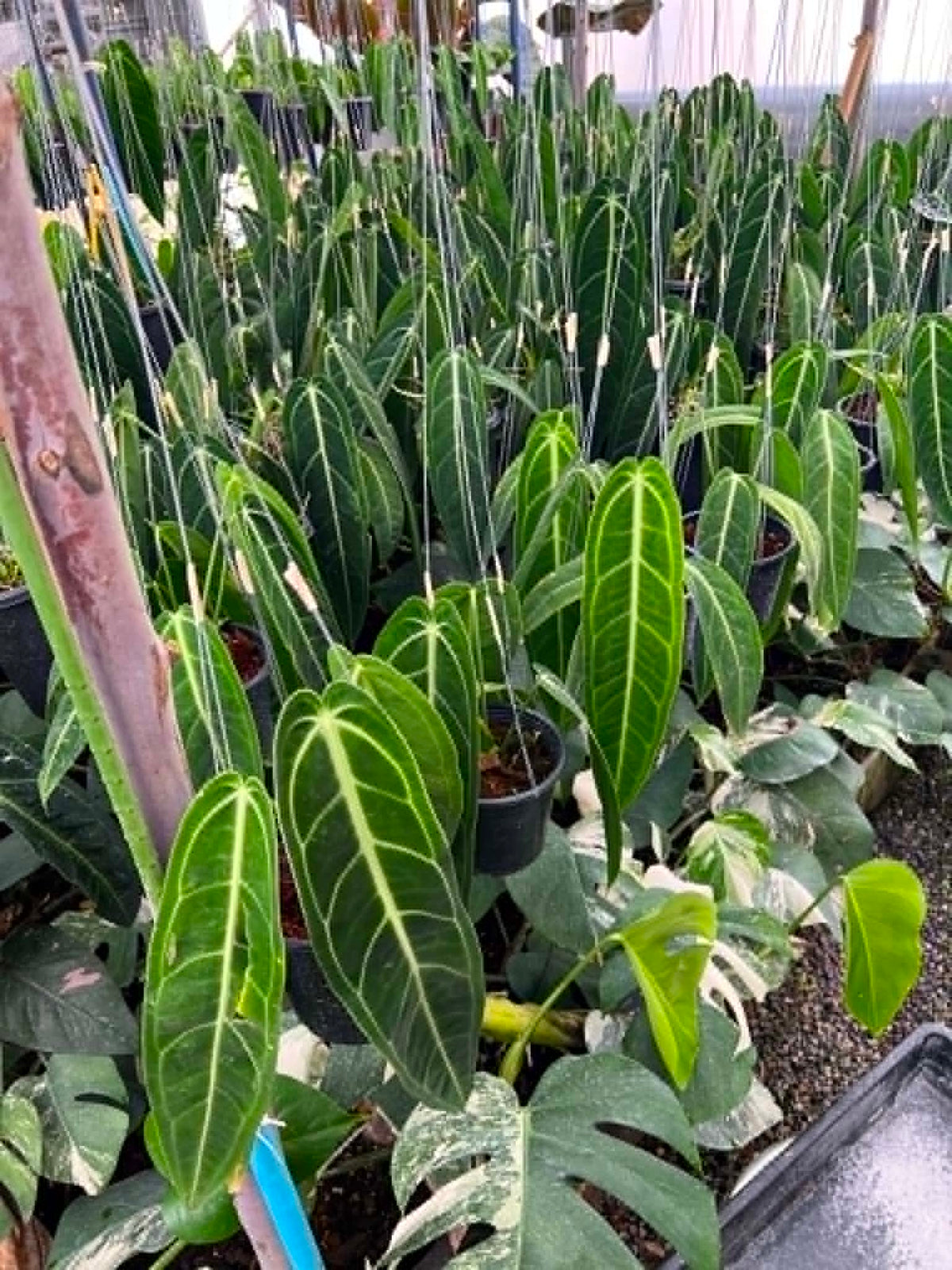 Anthurium Warocqueanum Medium