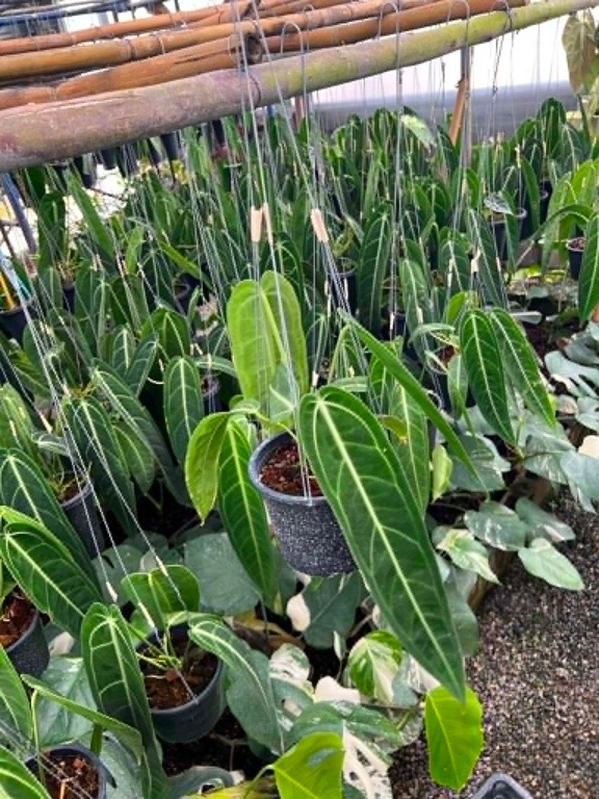 Anthurium Warocqueanum Medium