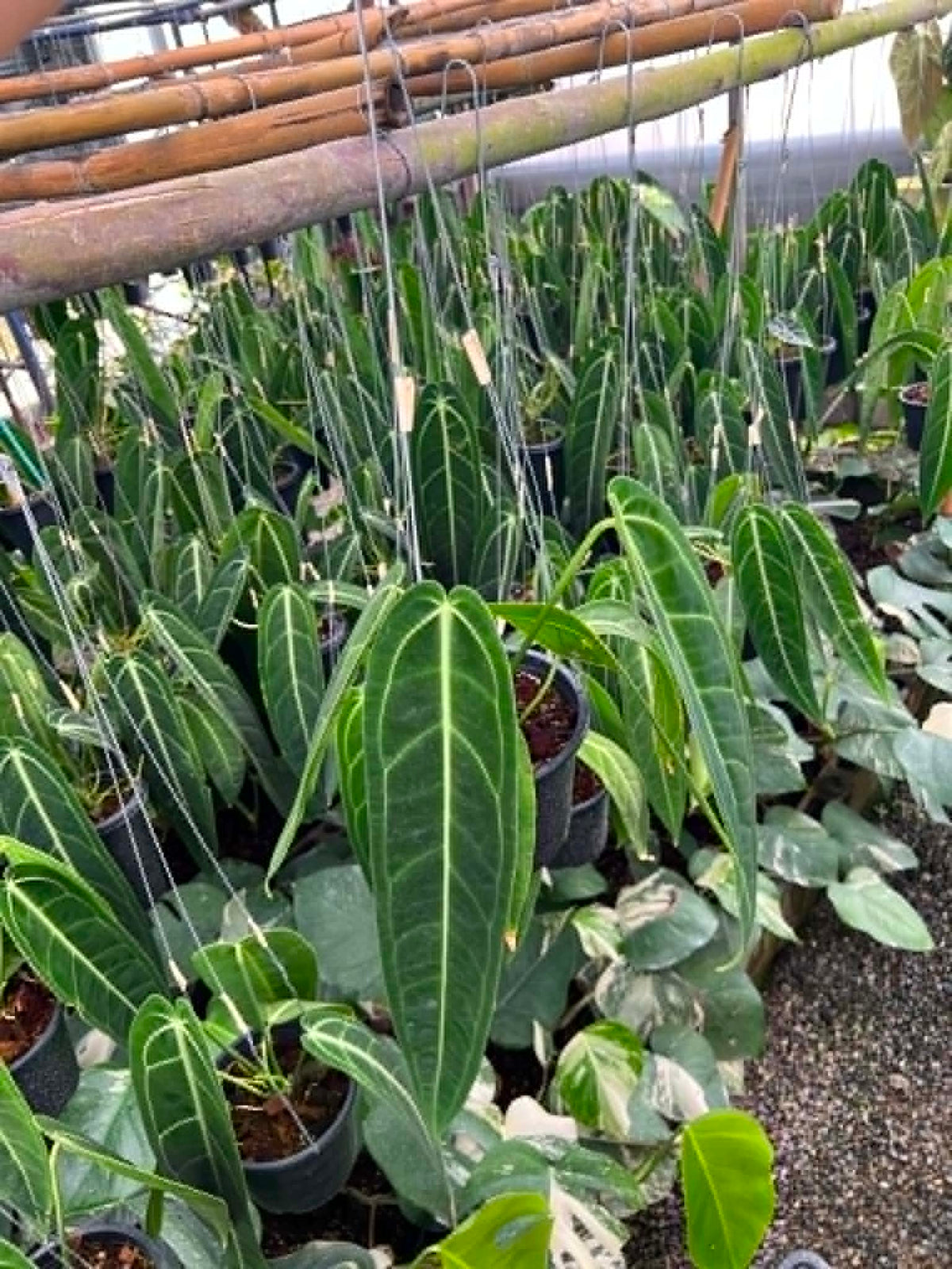 Anthurium Warocqueanum Medium