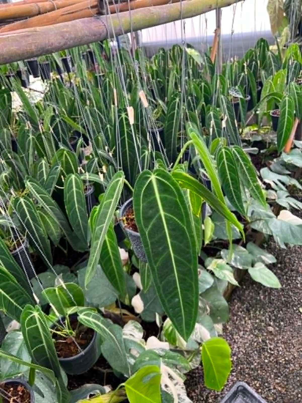 Anthurium Warocqueanum Medium