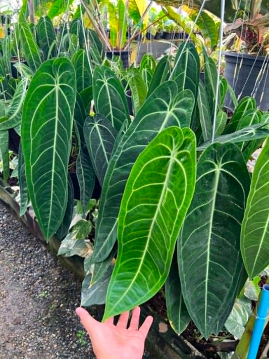 Anthurium Warocqueanum Big