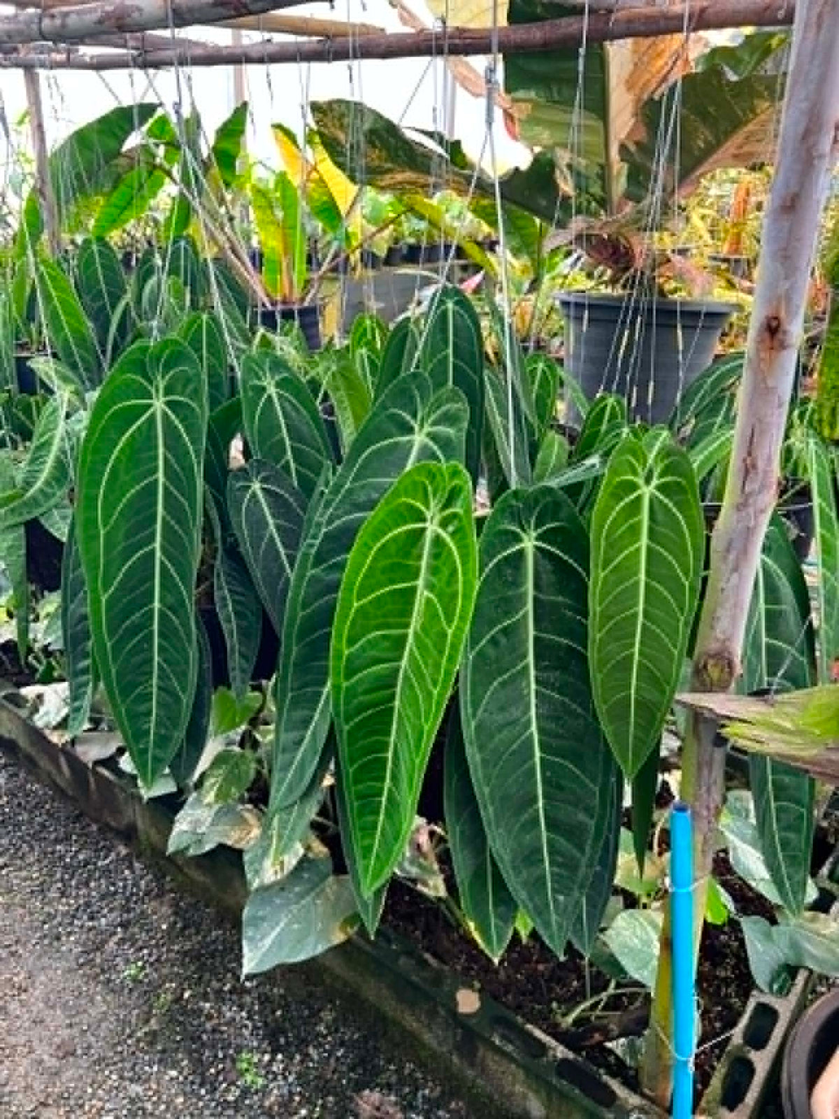 Anthurium Warocqueanum Big