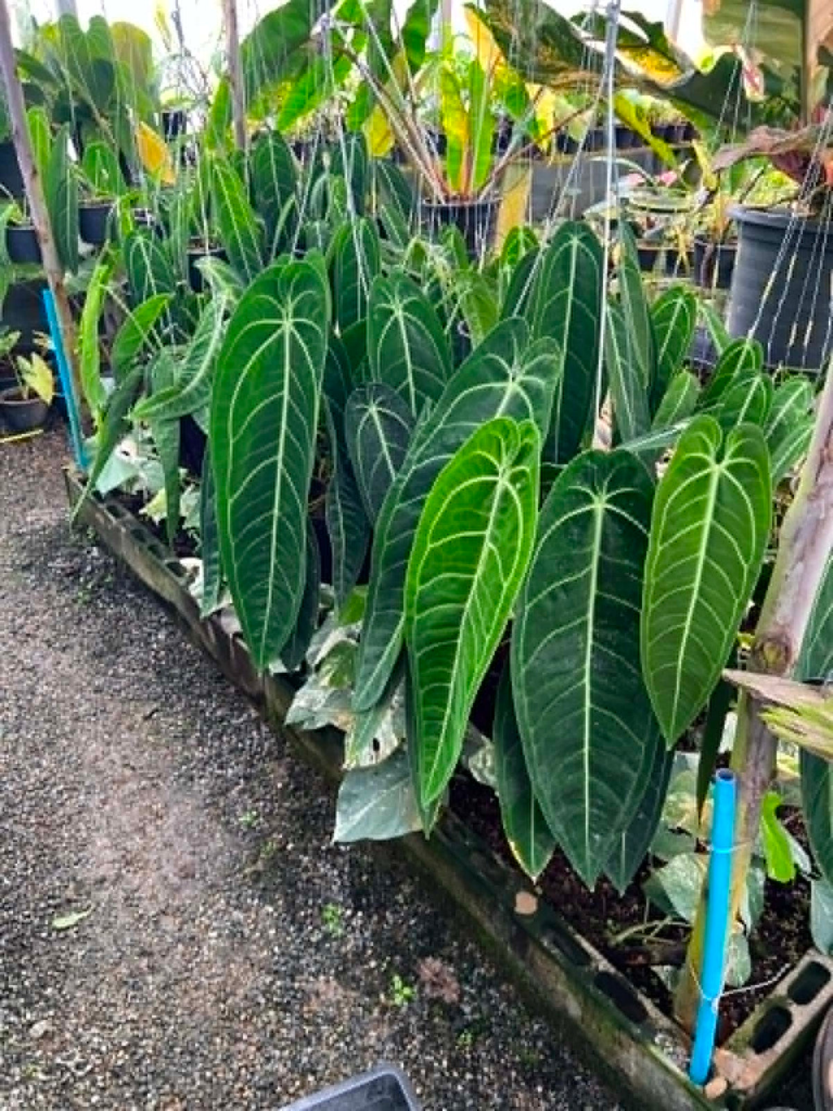 Anthurium Warocqueanum Big
