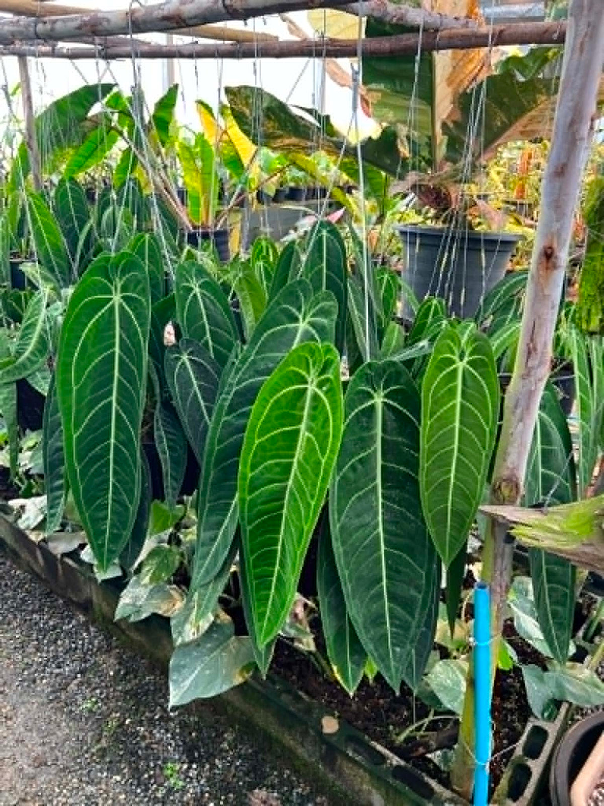 Anthurium Warocqueanum Big