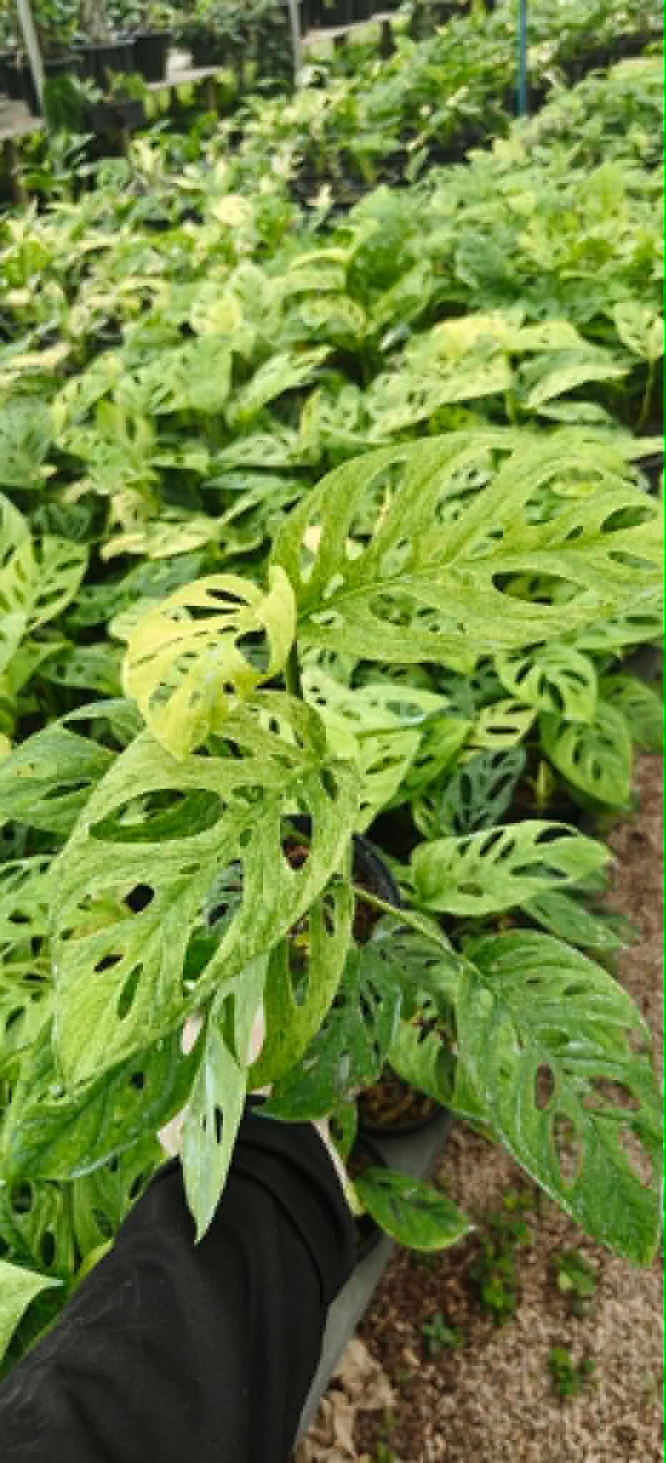 Monstera Acuminata Mint Variegated