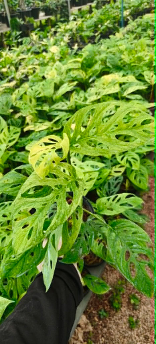 Monstera Acuminata Mint Variegated