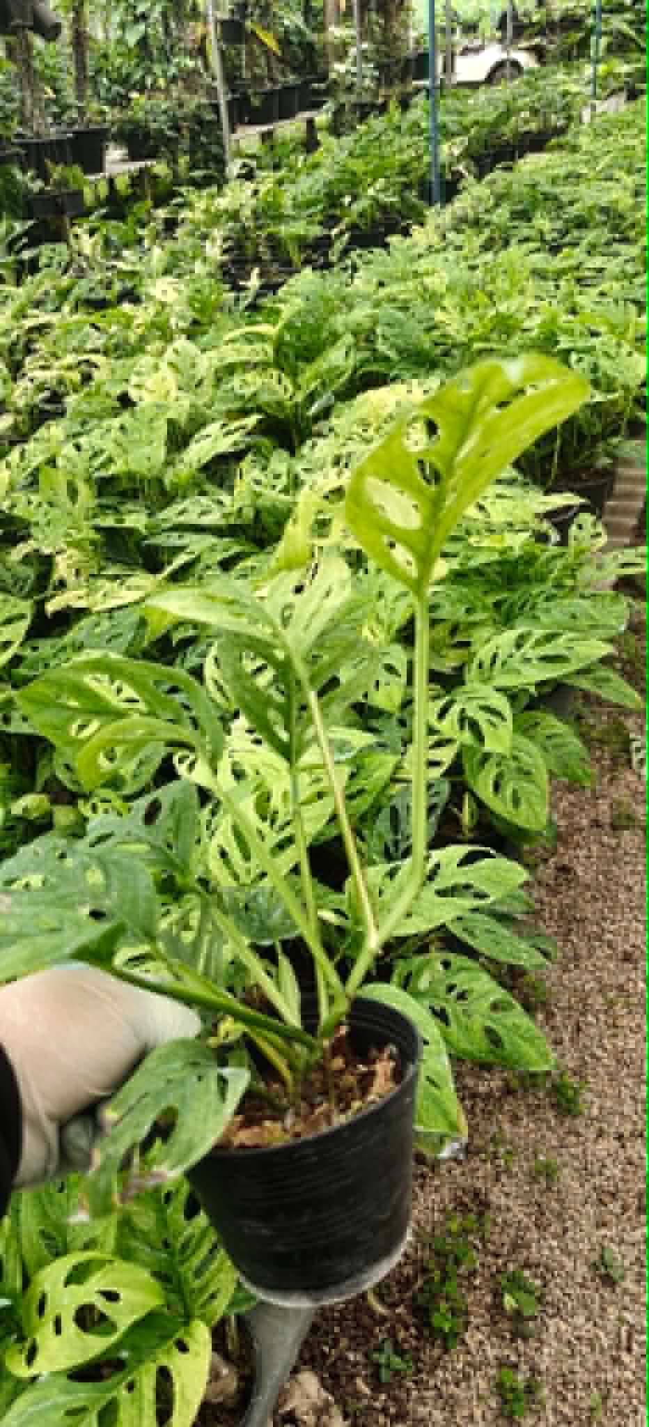 Monstera Acuminata Mint Variegated