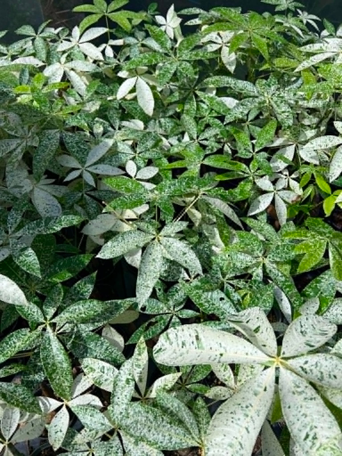 Pachira Money Tree Variegated
