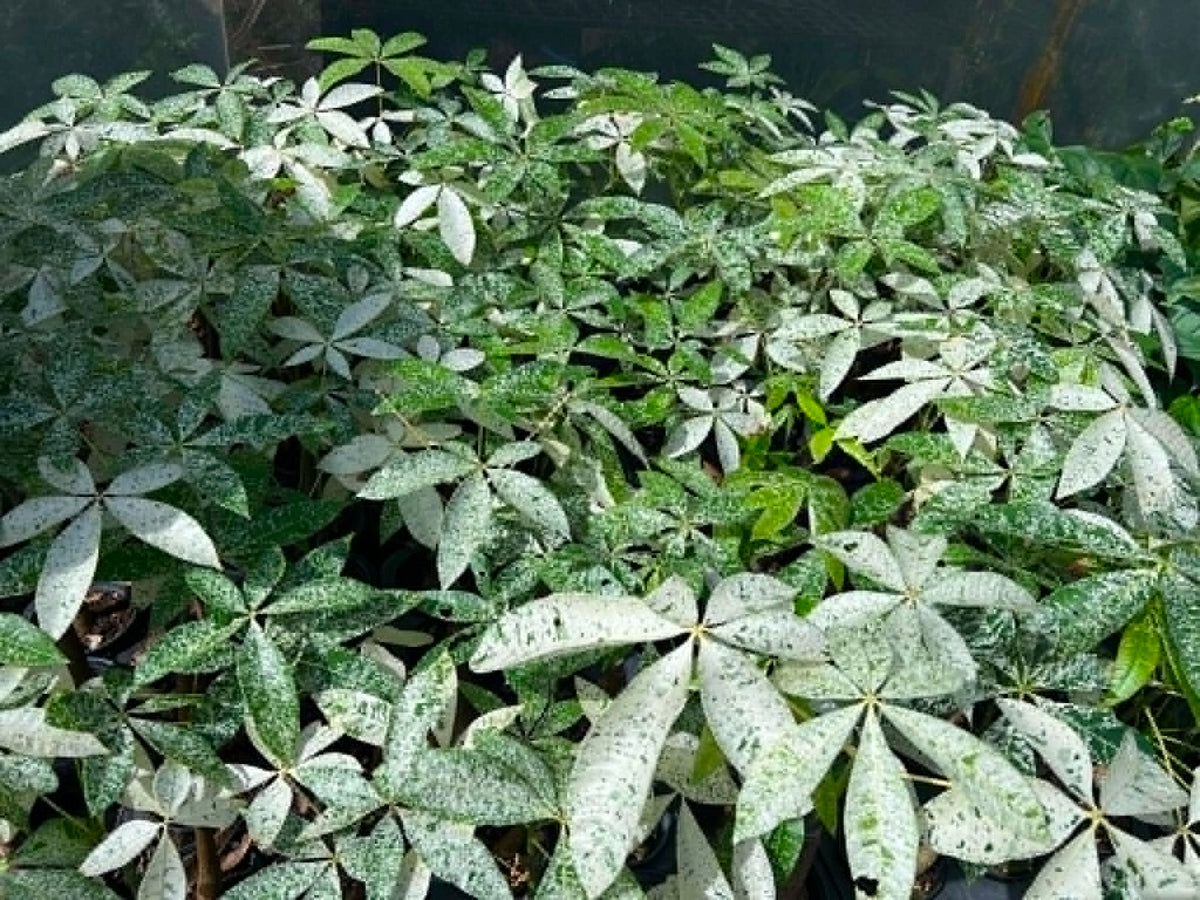 Pachira Money Tree Variegated