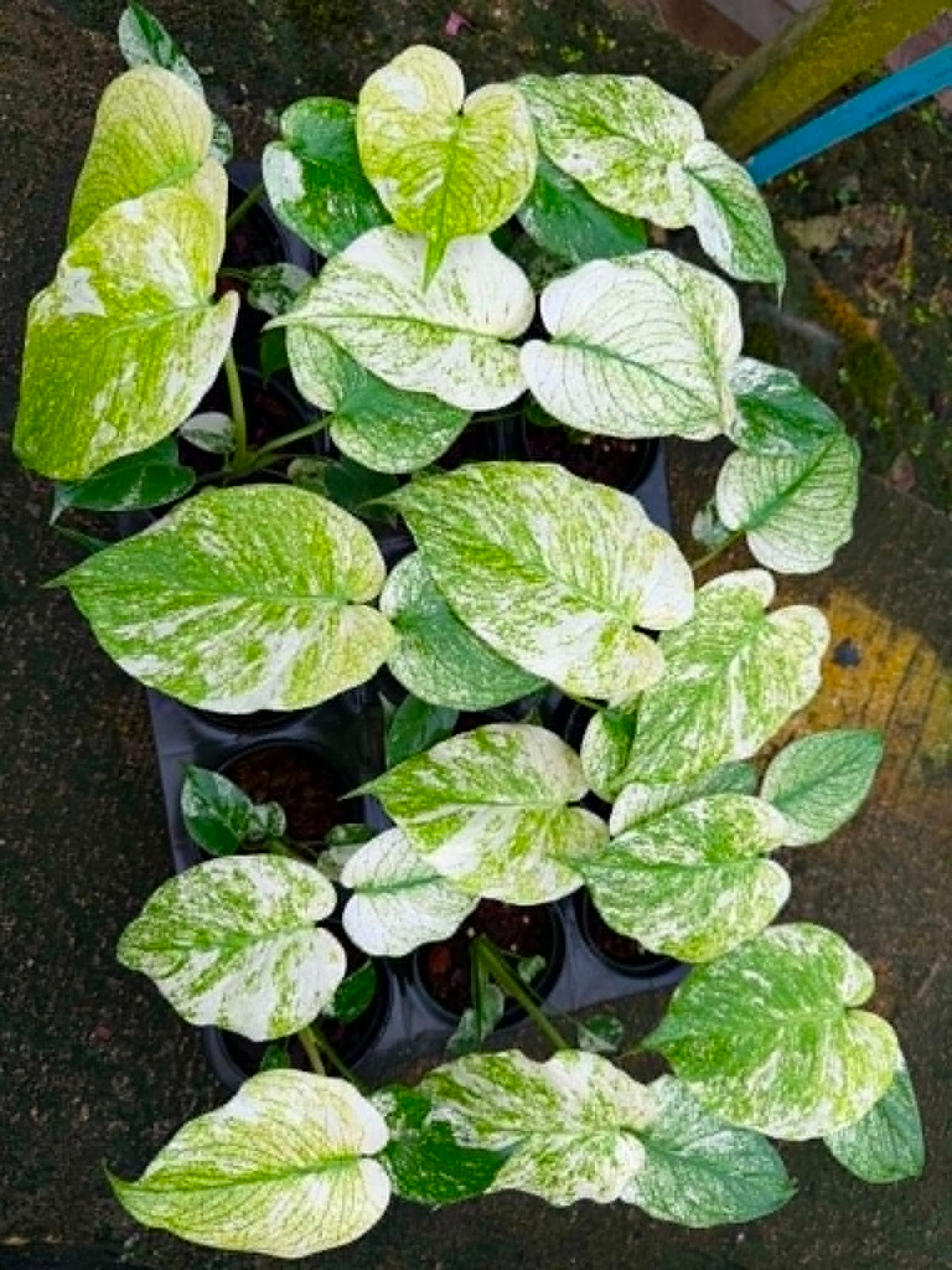 Monstera White Monster