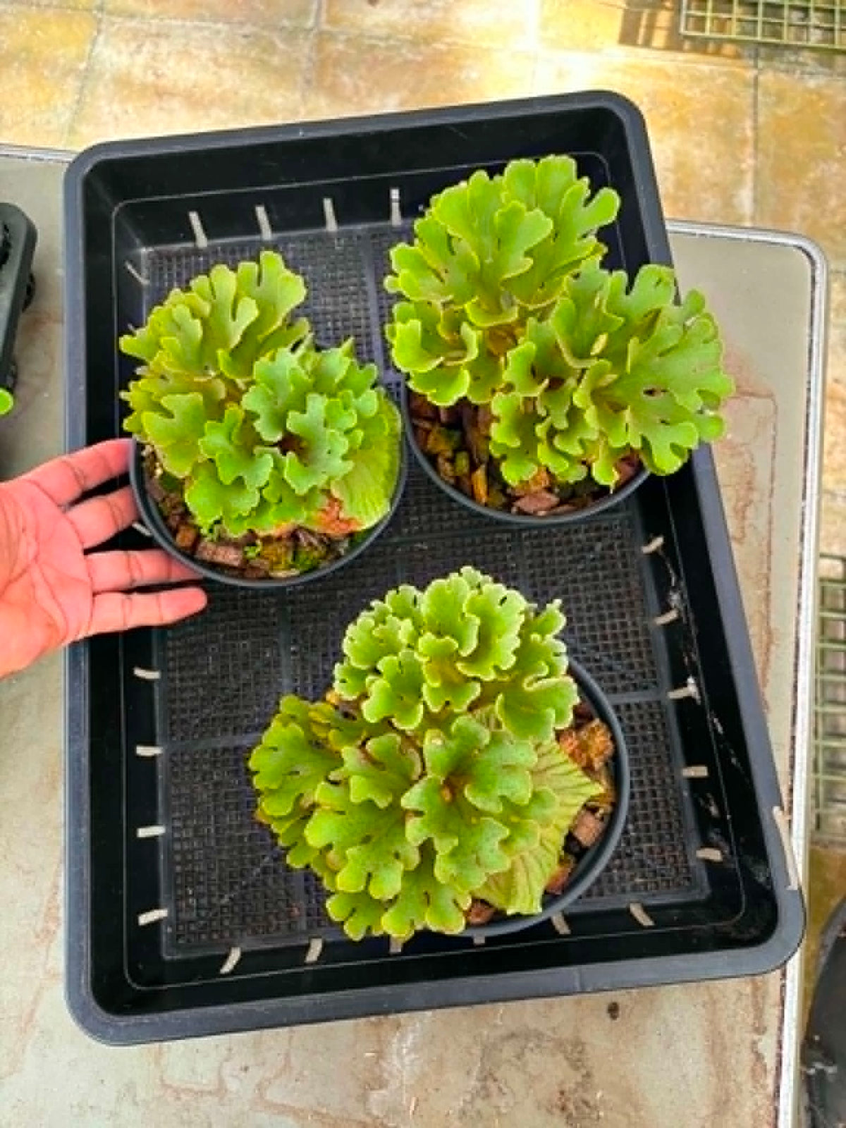 Platycerium Ridleyi Dwarf Silver