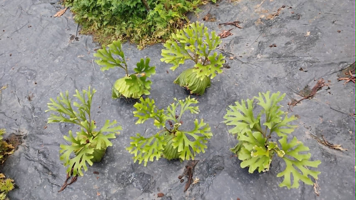 Platycerium Ridleyi Big 6in