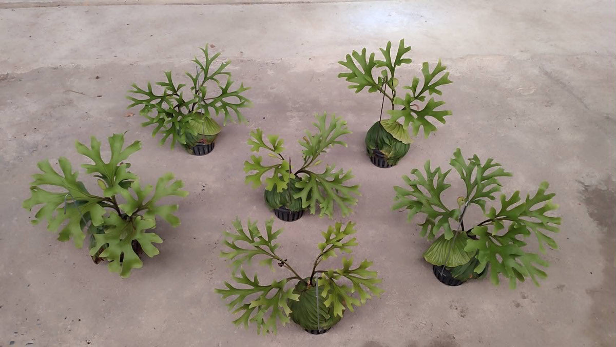 Platycerium Ridleyi Big 6in