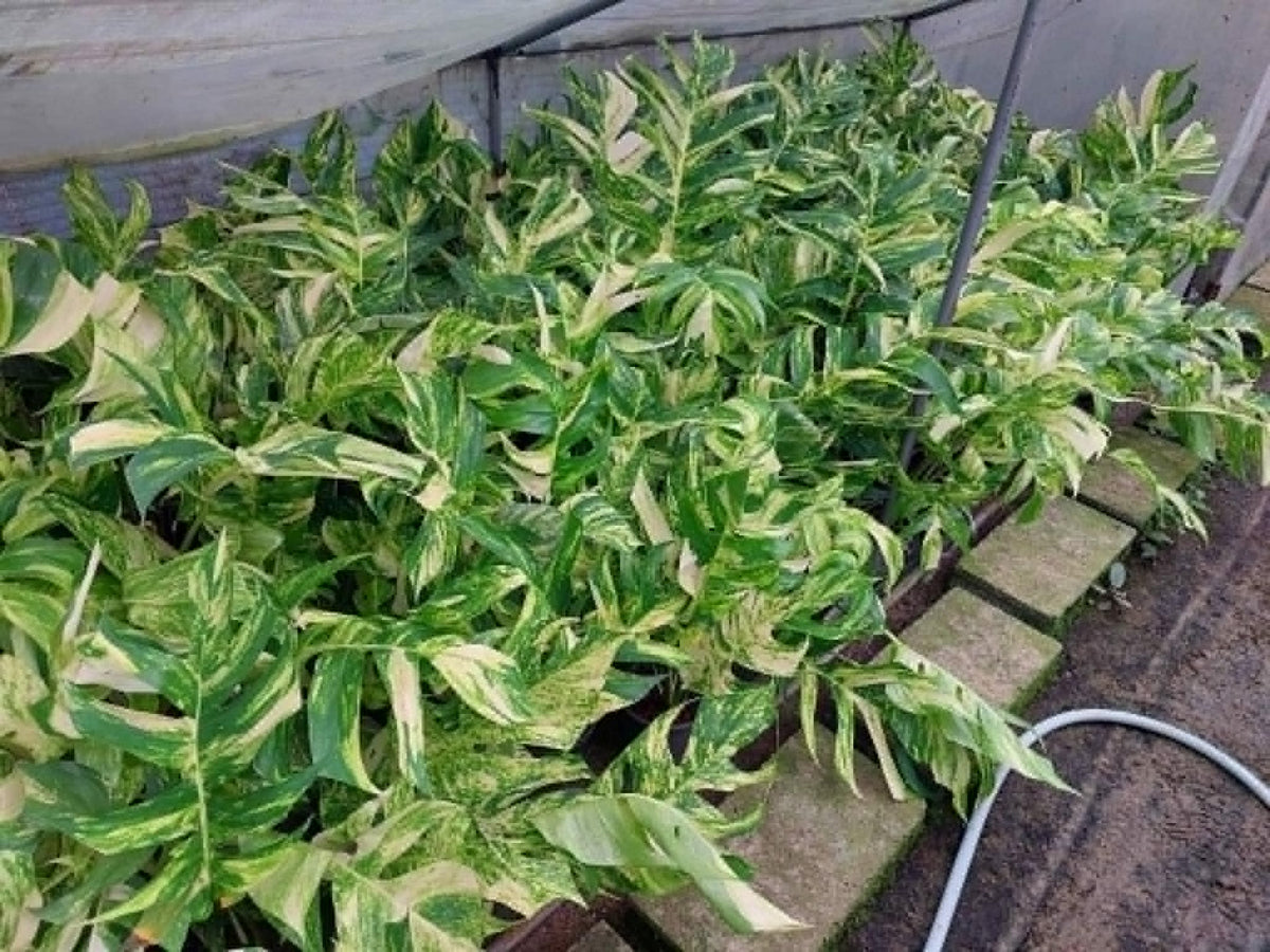 Epipremnum Yellow Flame