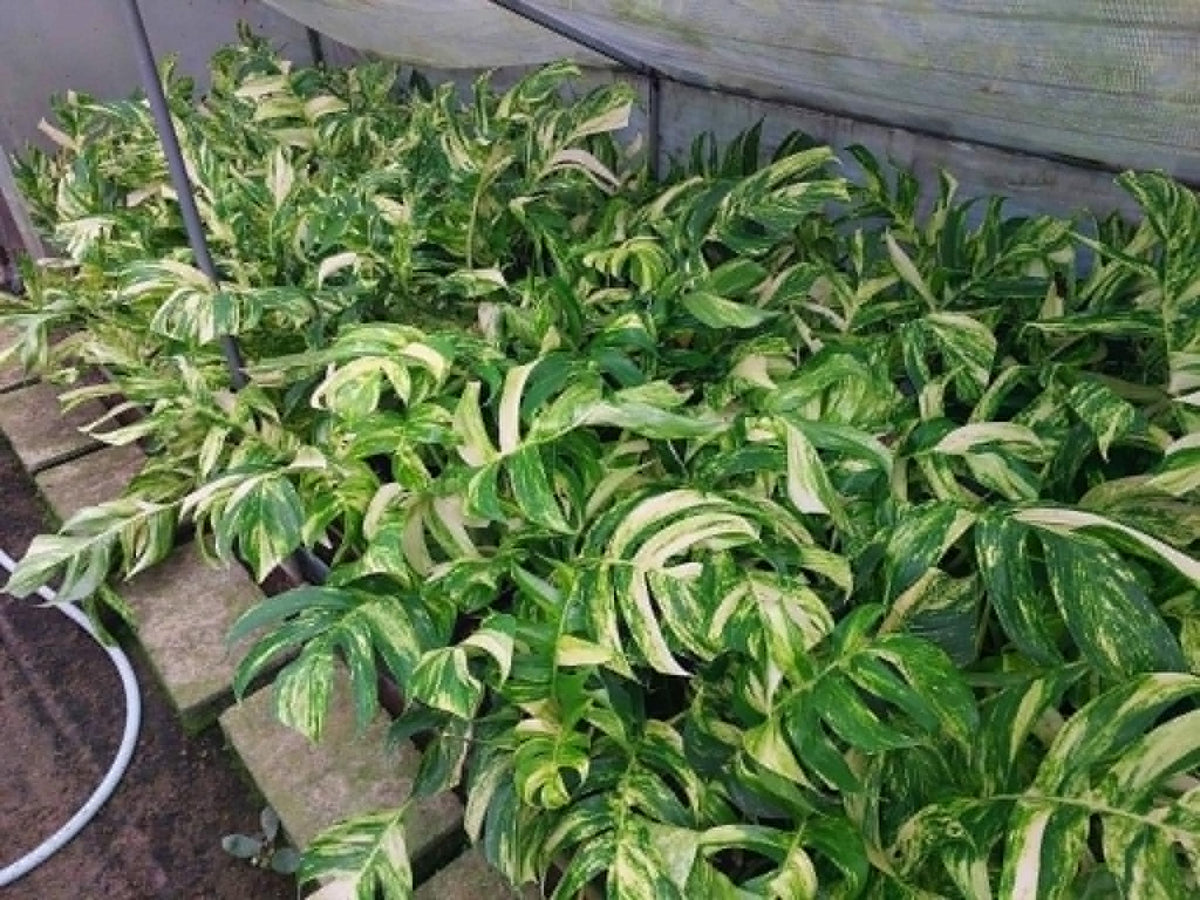 Epipremnum Yellow Flame