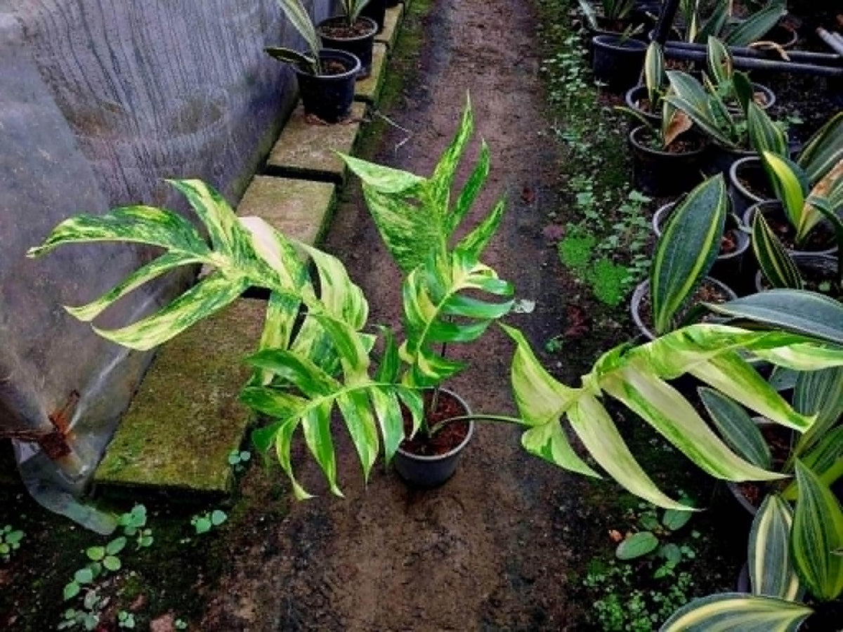 Epipremnum Yellow Flame