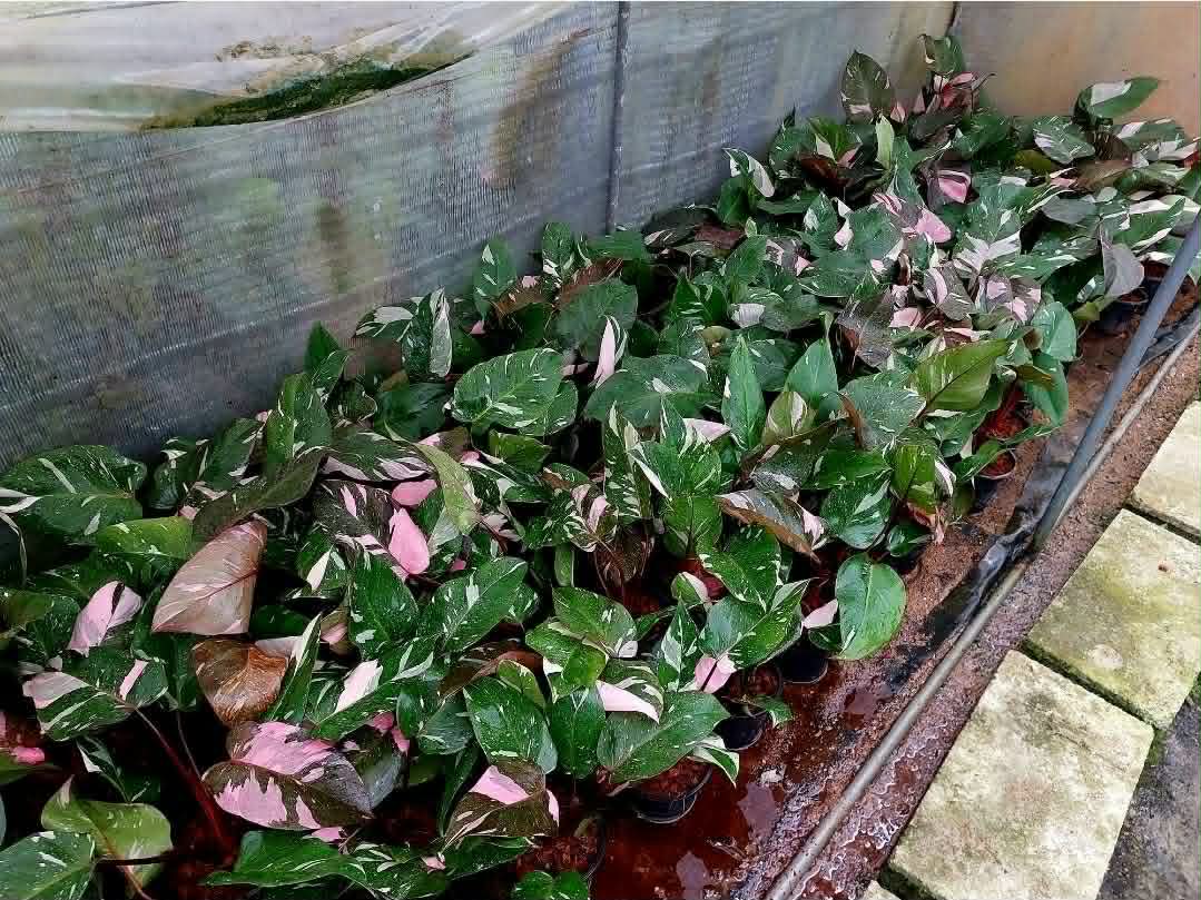 Philodendron Pink Princess