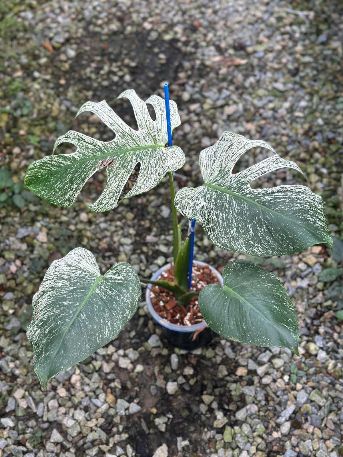 Monstera Devil Monster PONG01