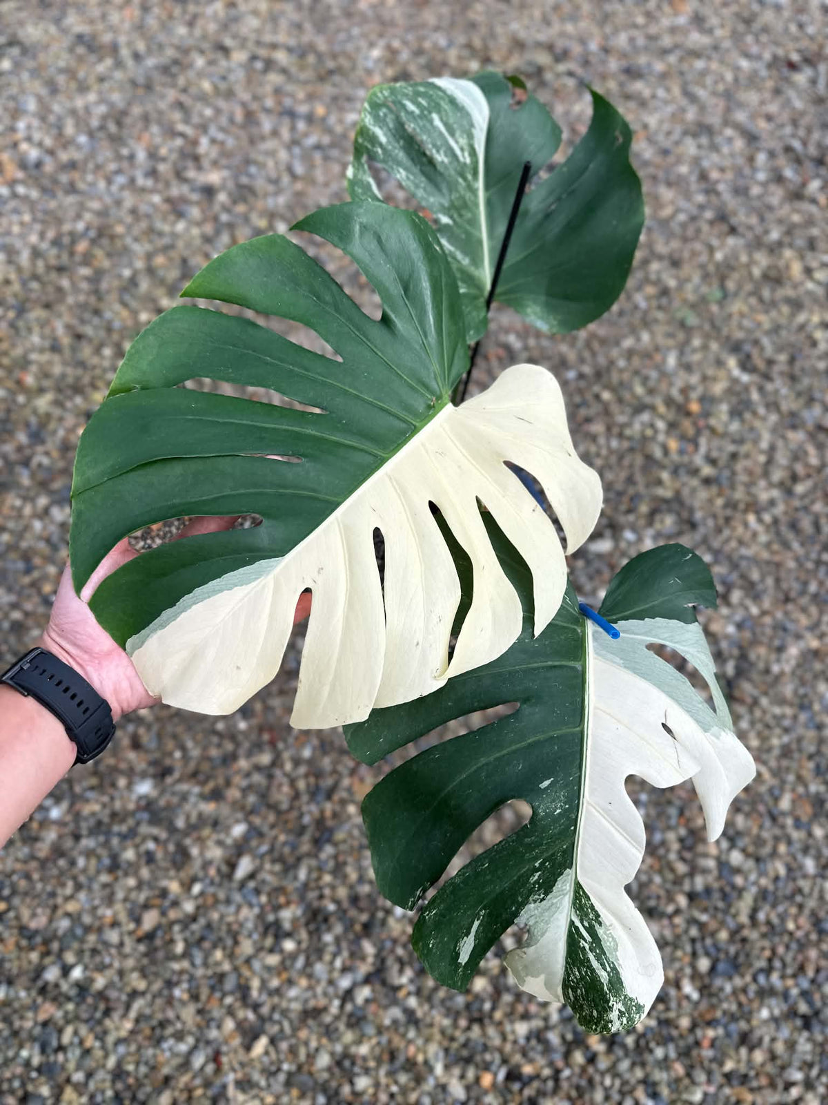 Monstera Deliciosa Albo PONG02