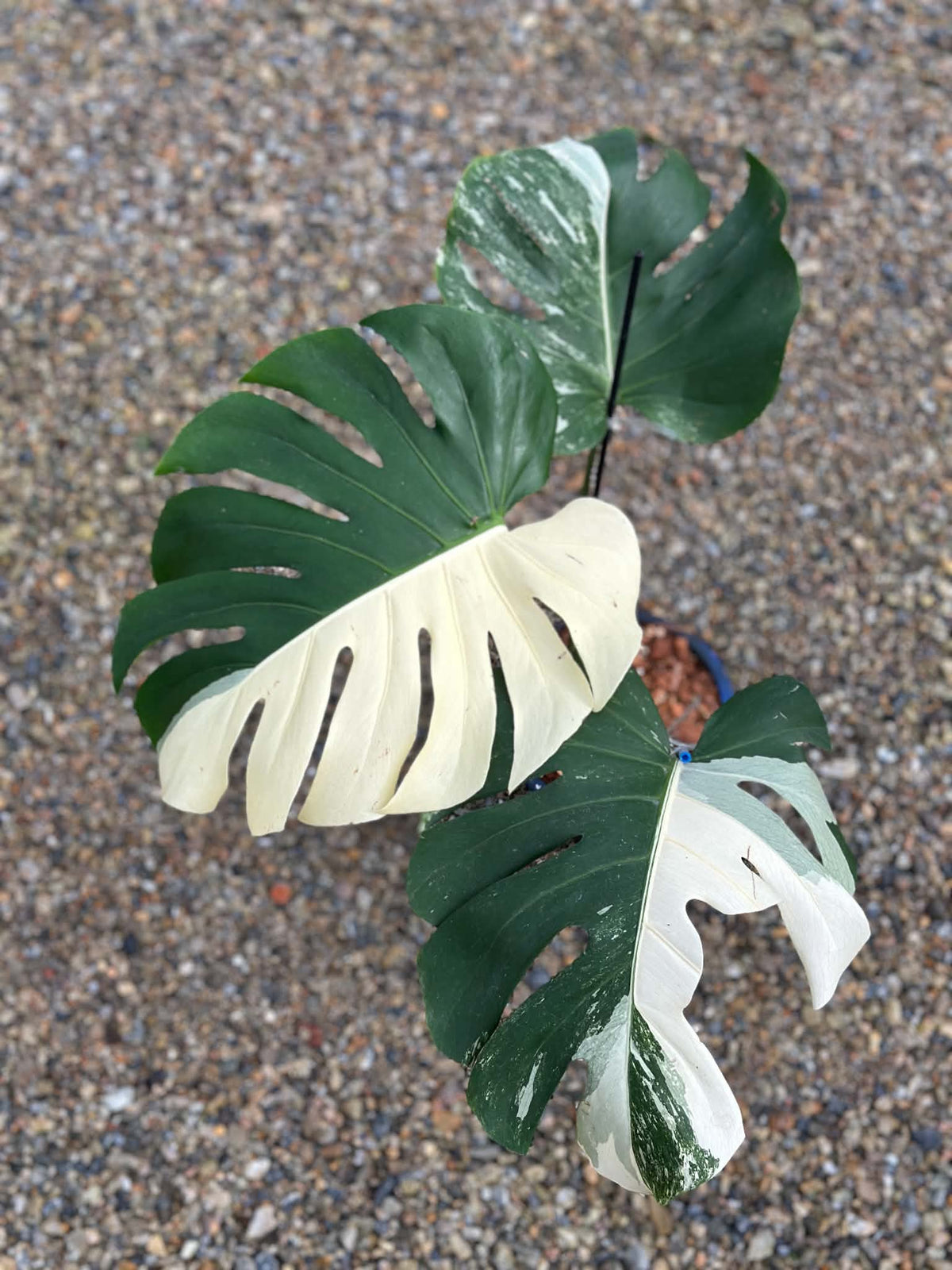 Monstera Deliciosa Albo PONG02