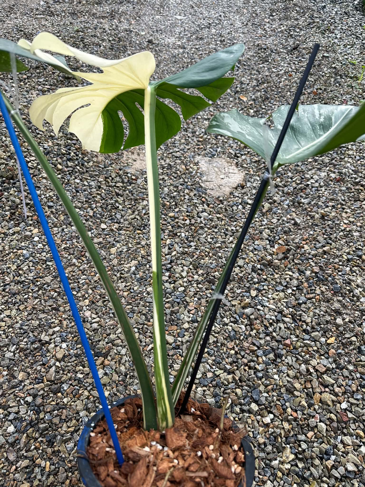 Monstera Deliciosa Albo PONG02