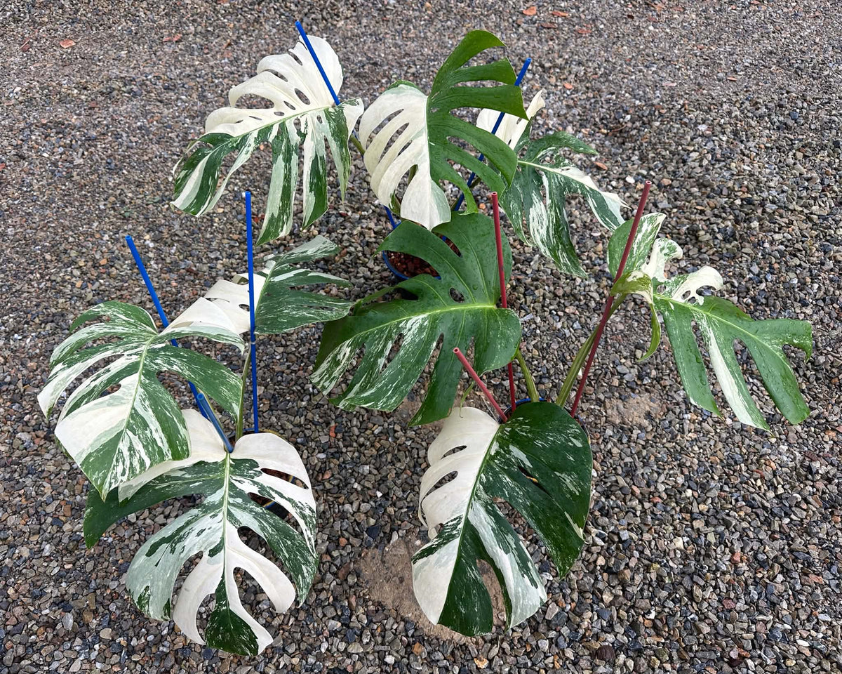 Monstera Borsigiana Albo