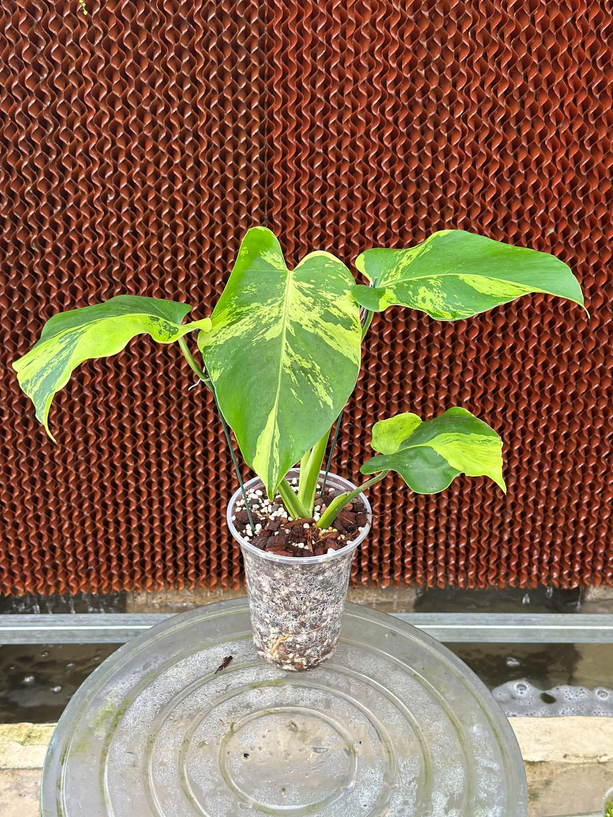 Monstera Deliciosa Light Lime PONG06