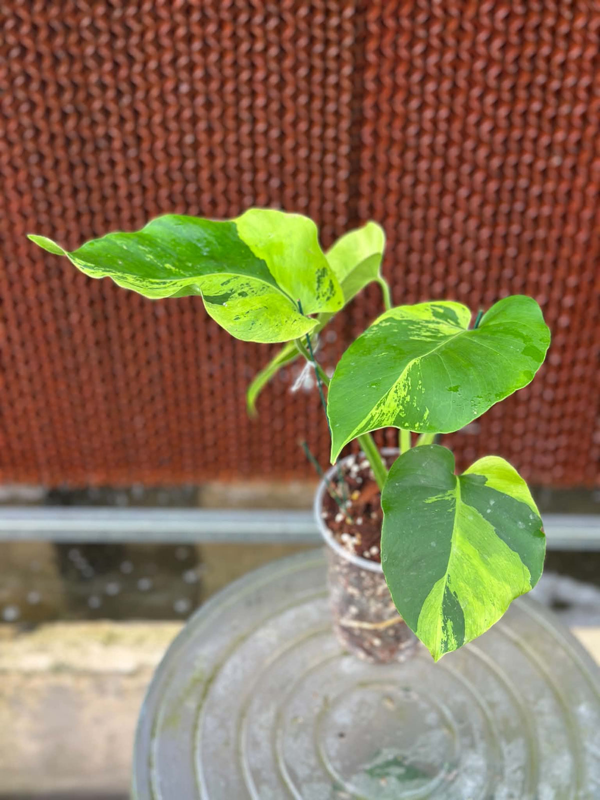 Monstera Deliciosa Light Lime PONG07