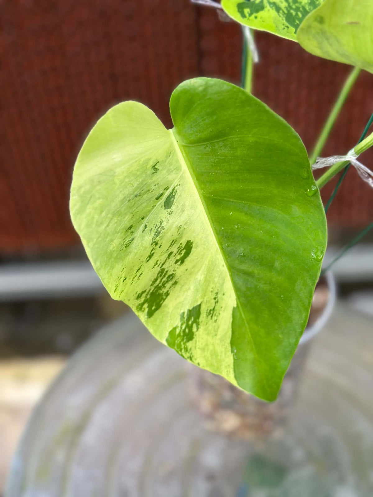 Monstera Deliciosa Light Lime PONG07