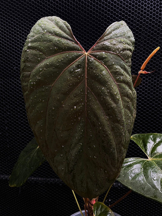 Papillilaminum RLFS (parent plant)