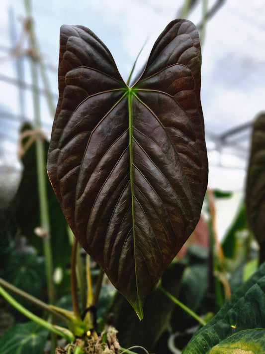 Papillilaminum Ree Gardens (parent plant)