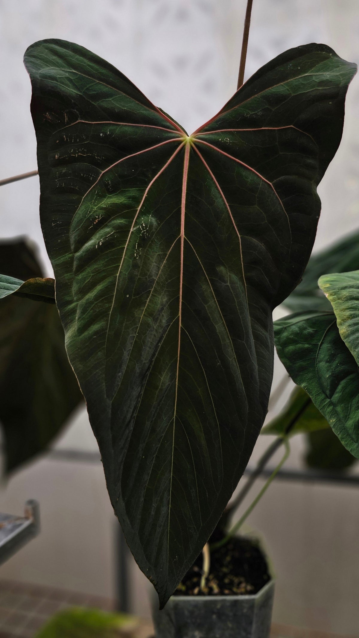 Papillilaminum RLFS*Ree Gardens (parent plant)