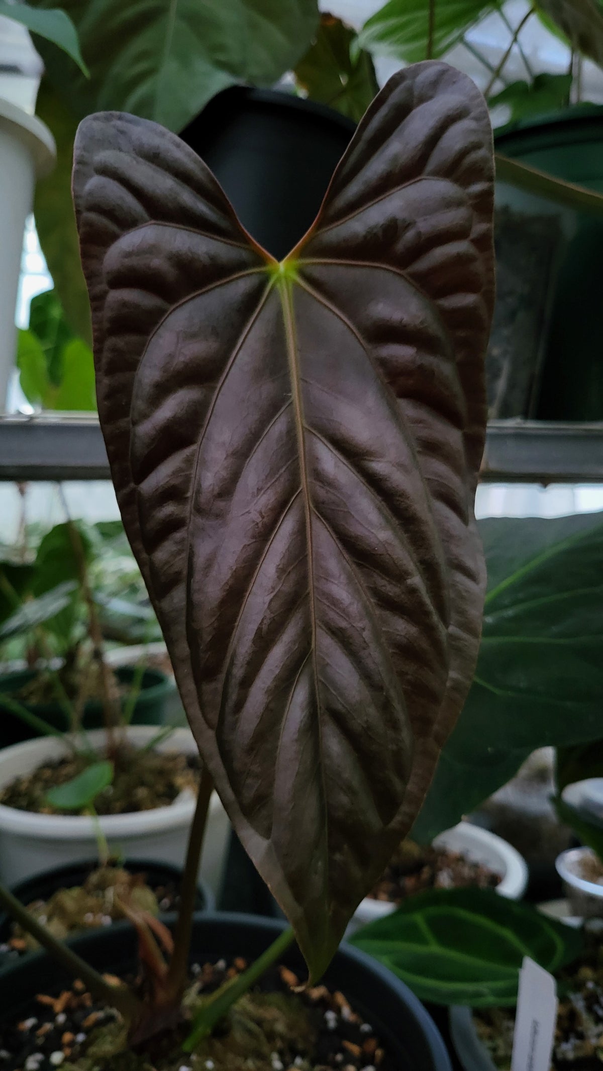 Self (parent plant)