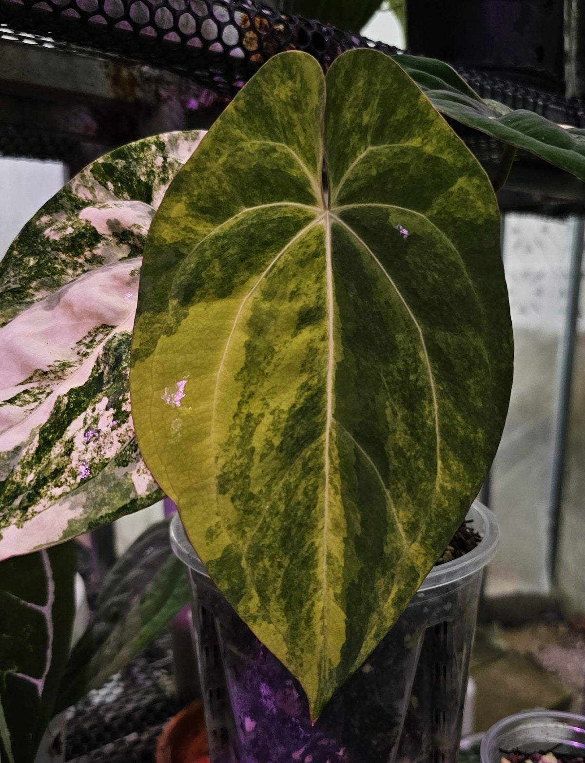 Papillilaminum Variegated (parent plant)