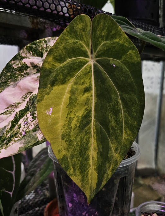 Papillilaminum Variegated (parent plant)