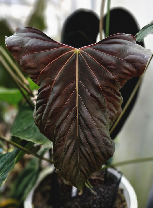 Papillilaminum RL S1 Horizon (parent plant)