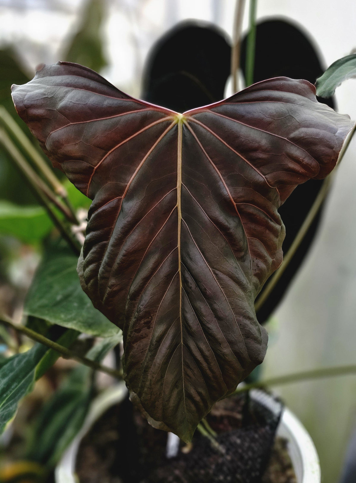 Papillilaminum RL S1 Horizon (parent plant)