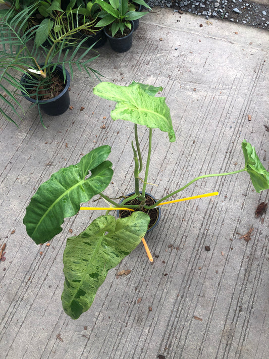 Philodendron Paraiso (Pre-Order)