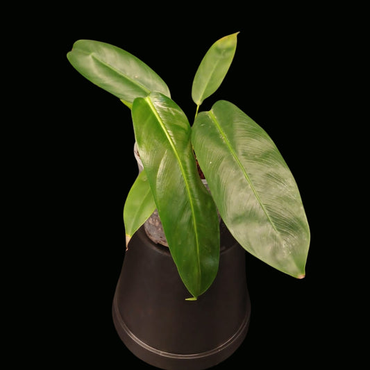 Philodendron Patriciae-JUN002