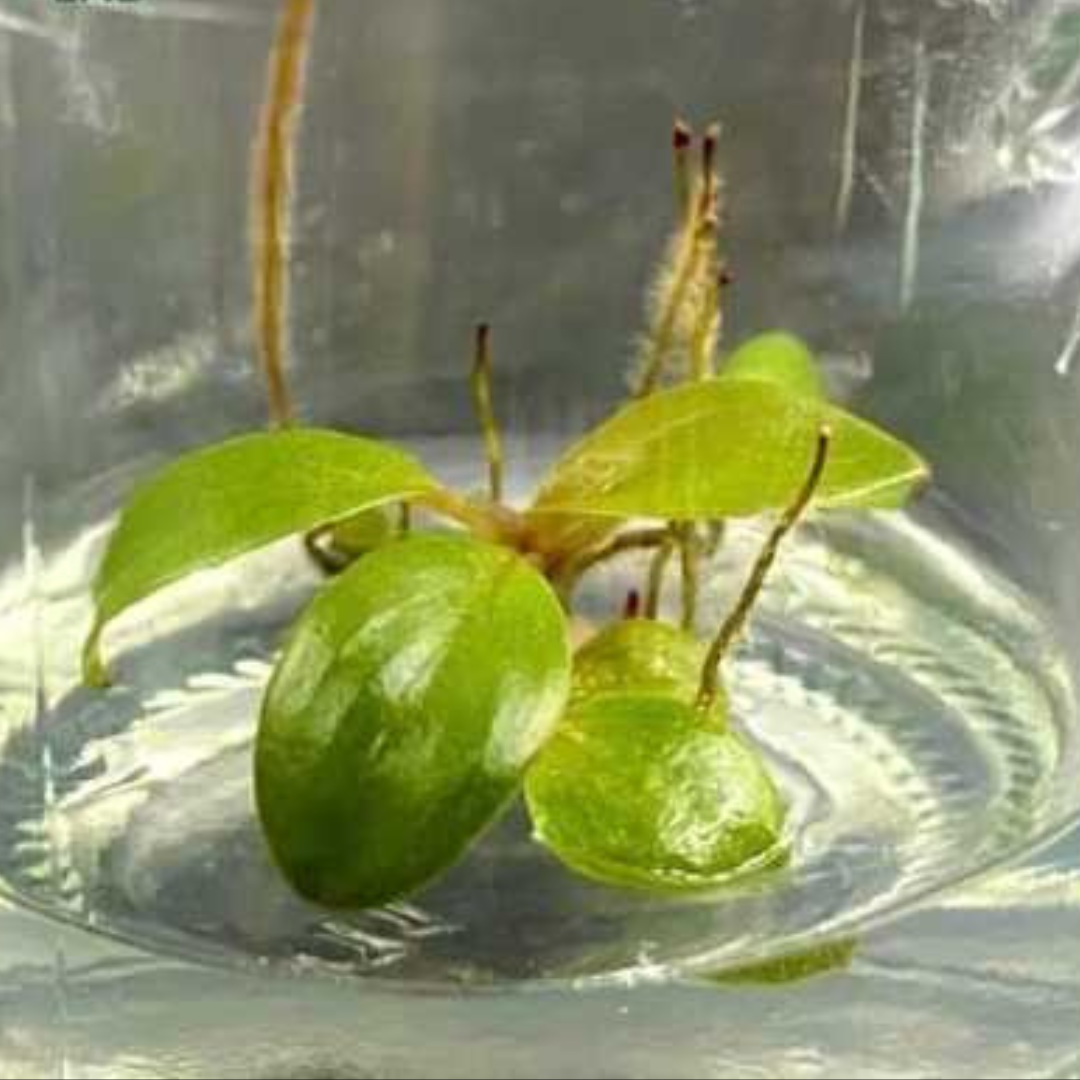 Philodendron Black Cardinal no.2 Variegated Tissue Culture (PRE-ORDER)-TC115