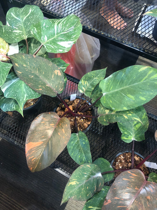 Philodendron Orange Princess (Pre-Order)