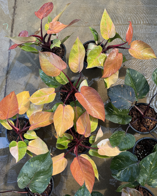Philodendron Persimmon Princess (Pre-Order)