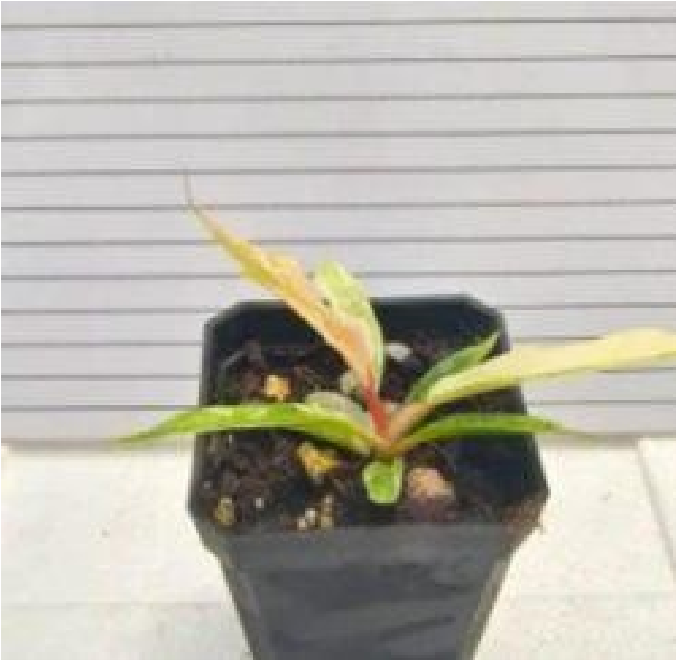 Philodendron Tortum Var (9cm Pot)- Pre Order JU9