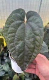 Anthurium Forgetii X Luxurians - Pre Order JU30