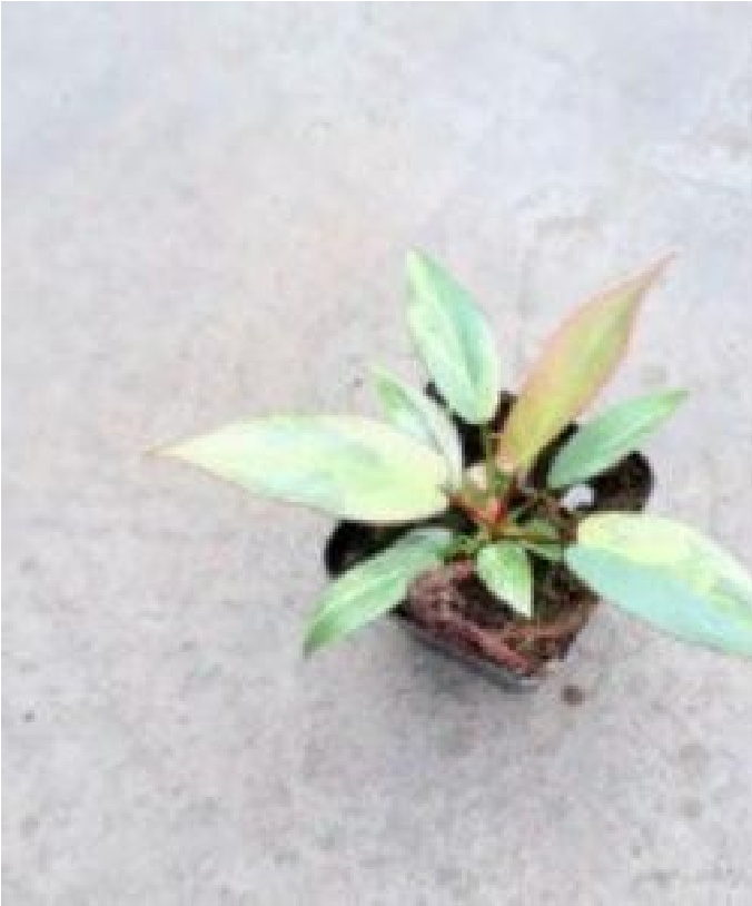 Philodendron Atabaposense Pink Var (7cm Pot) - Pre Order JU10