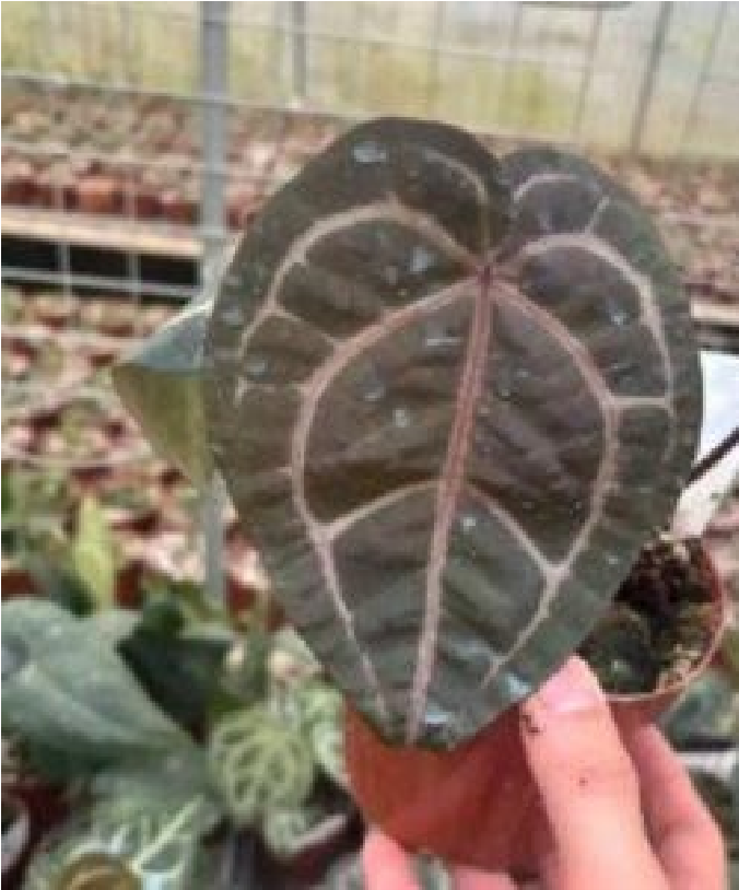 Anthurium Wonderboy X Michelle (9cm Pot)- Pre Order JU31