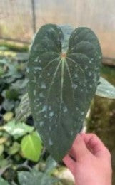 Anthurium Papillilaminum X Dark Phoenix (9cm Pot)- Pre Order JU32