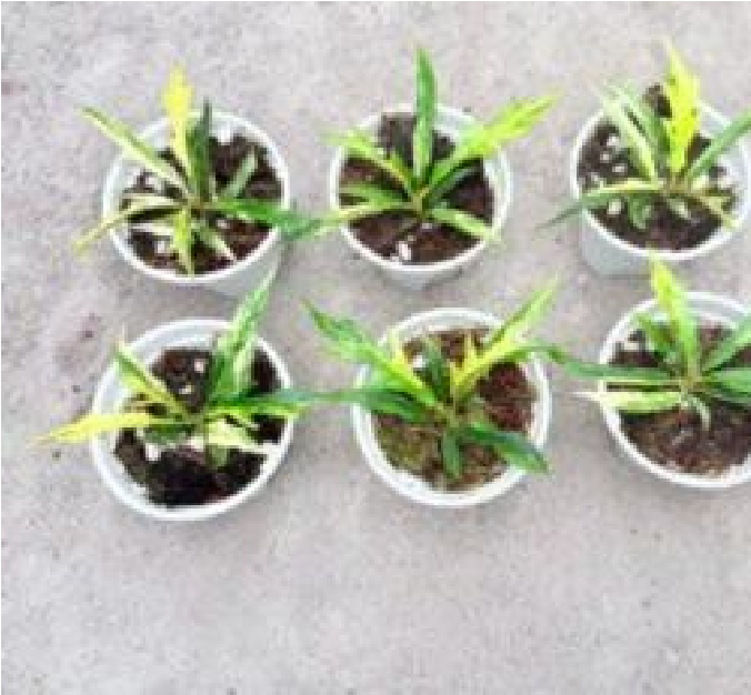 Philodendron Radiatum Var - Pre Order JU14